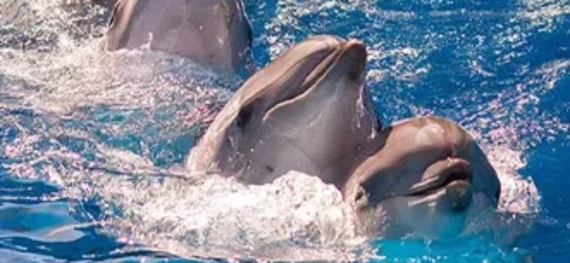 Билет на «Шоу дельфинов» в Большой Сочинский Дельфинарий!
